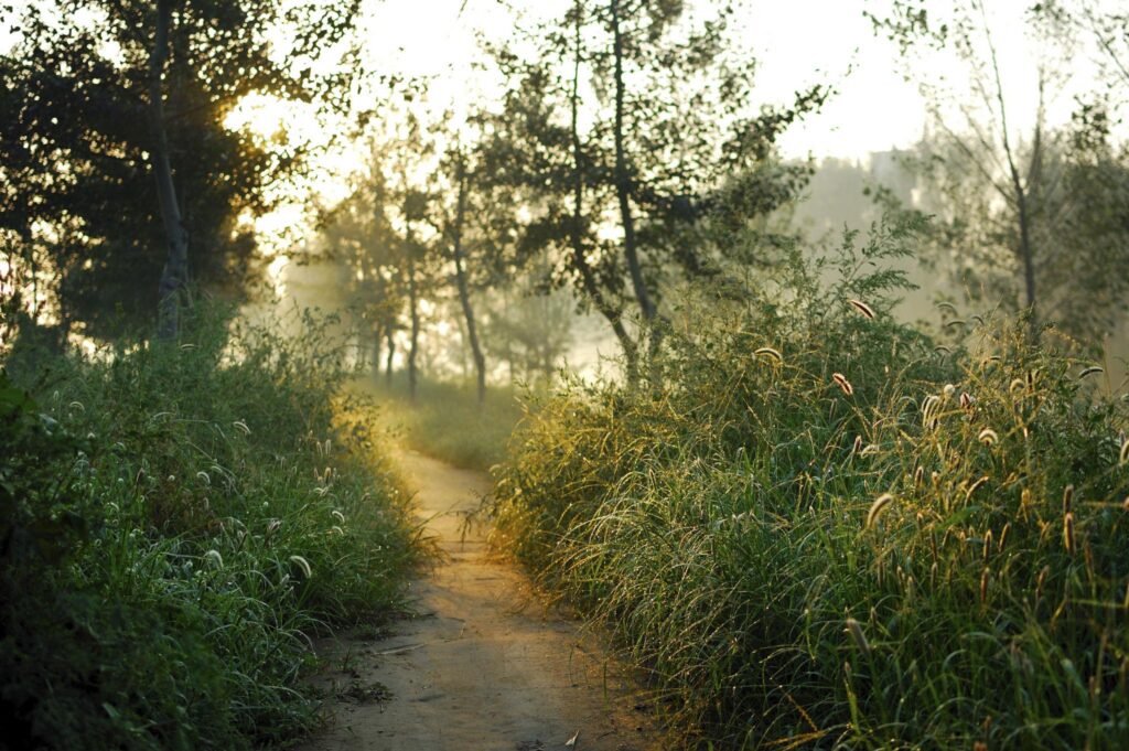 Quiet walking path representing simple opportunities to practice stillness in everyday life.